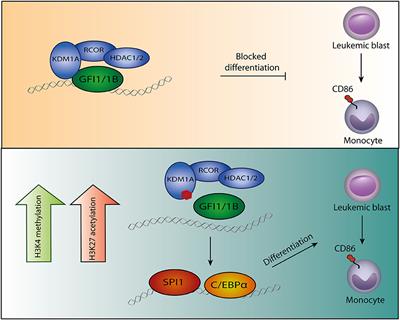 Targeting the GFI1/1B—CoREST Complex in Acute Myeloid Leukemia